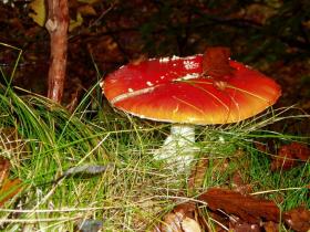 photo coins arrondis