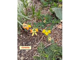 photo coins arrondis